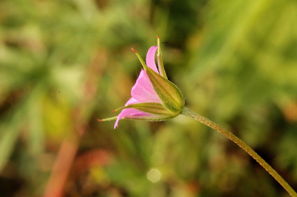 Geranium columbinum / Geranio colombino